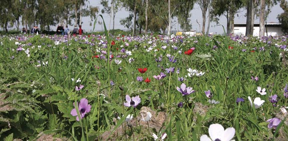 הכלניות במנחת מגידו / צילום: אורלי גנוסר