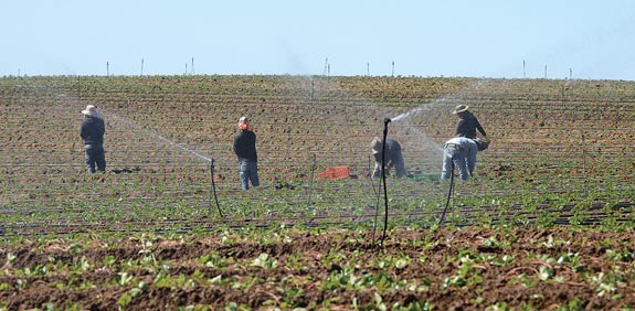fields in southern Israel
