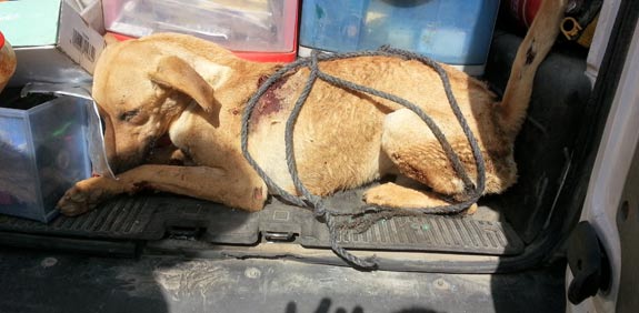 כלב שנגרר במכונית / צילום: פרקליטות מחוז חיפה