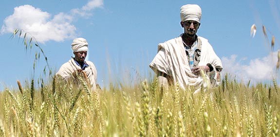 חקלאים באתיופיה  / צילום: רויטרס