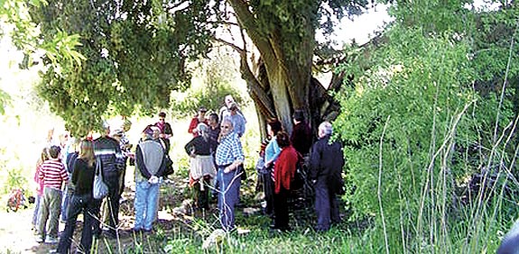 העץ הגדול שנתן למושבה את שמה/ צילום:באדיבות אבישי טייכר