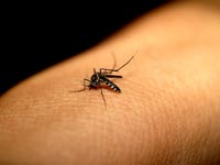 יתוש הנמר האסייתי / צילום: thinkstock