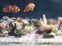 אלמוגים / צילום: כפיר זיו