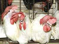 תרנגולות בכלובי סוללה / צילום: אנונימוס