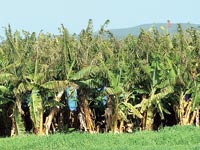 מטע בננות / צילום: איל יצהר