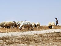 עדר עזים בדרום / צילום: איל יצהר