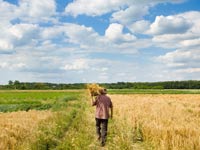 קרקעות חקלאיות ג'י גרופ / צילום: Shutterstock/ א.ס.א.פ קרייטיב