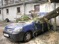 עץ שקרס על רכב /  צילום:  Shutterstock/ א.ס.א.פ קרייטיב