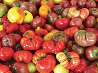 עגבניות מעוותות / צילום:  Shutterstock/ א.ס.א.פ קרייטיב