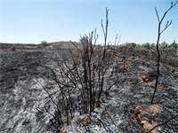 שריפות יער באזור מאגר ניר עם / צילום: אייל פישר