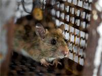 חולדה נגועה בעכברת (לפטוספירוזיס) / אילוסטרציה: Shutterstock