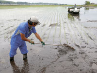 עובד בשדה אורז ביפן/ צילום: רויטרס, Issei Kato