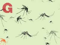 יתושים / איורים: Shutterstock | א.ס.א.פ קריאייטיב
