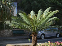 עקיבא 13 רעננה/ צילום : איל יצהר