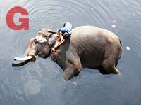 פיל בנהר הגנגס / צילום: רויטרס - Adnan Abidi