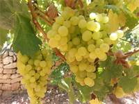 ענבים בשומרון. באזור מייצרים מגוון יינות/צילום: דוברות אוניברסיטת אריאל