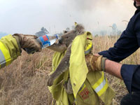 קואלה מחולצת מהשריפה / צילום: רויטרס - Paul Sudmals