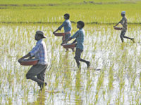 חקלאים בהודו / צילום: רויטרס, Amit Dave