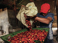 עיבוד פולי קפה בפרו. הכלכלה נסמכת על סחורות וכפועל יוצא על מחירי סחורות / צילום: Shutterstock