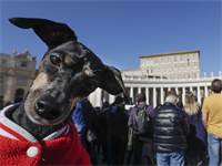 כלב ברחבת הוותיקן / צילום: Andrew Medichini, AP