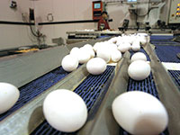 מפעל למיון ביצים / צילום: לימור אדרי
