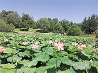 בריכת הלוטוסים בגן הבוטני. פנינה של טבע בלב ירושלים / צילום: תום עמית