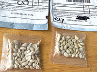 שקיקי זרעים שהגיעו למדינת וושינגטון בחודש יולי. הרשויות בודקות את הזרעים במעבדות / צילום: משרד החקלאות של מדינת וושינגטון