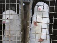 חורפנים בשבי / צילום: AP Photo, AP