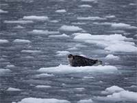 כלב ים, ממין פוסה טבעתית, על קרחונים בים באוקיינוס הארקטי. הקרח נמס במהירות מסוכנת / צילום: Daniella Zalcman, גרינפיס