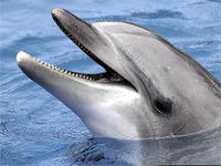 דולפין, יונק ימי / צלם רויטרס