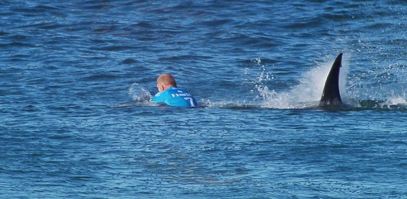 כריש תוקף גולש גלים, מייק פאנינג, אוסטרליה / צילום: וידאו