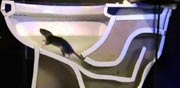 עכברוש יוצא משירותים, ביוב, הרכבת הקלה / צילום: נשונל ג'יאוגרפיק