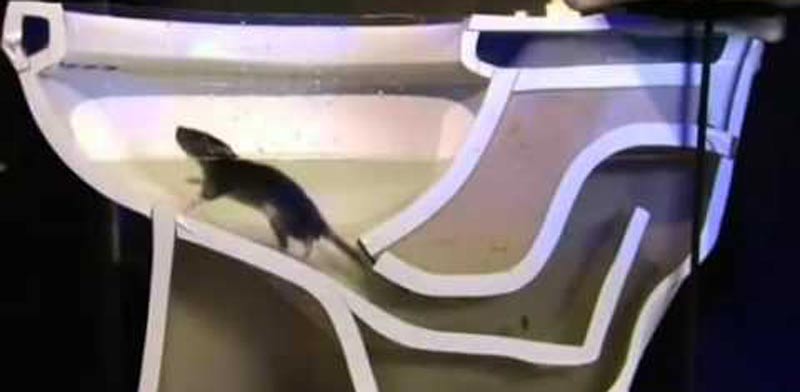 עכברוש יוצא משירותים, ביוב, הרכבת הקלה / צילום: נשונל ג'יאוגרפיק