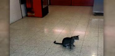 חתולי רחוב בבית חולים / צילום: מהוידאו