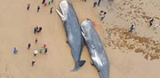 ליויתנים מתאבדים ניפלטים לחוף/ צילום: מתוך הוידאו