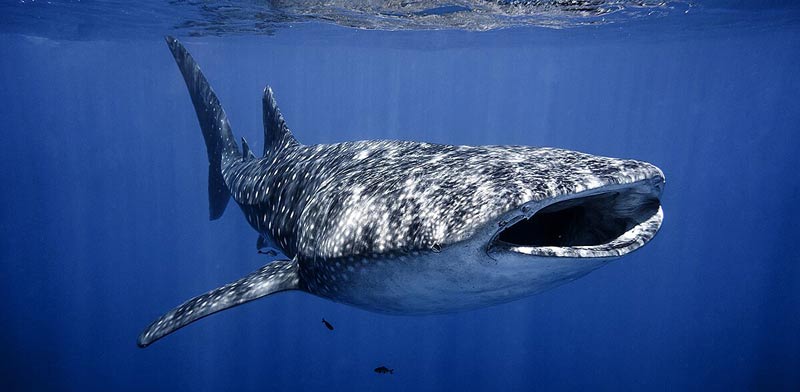 כריש לוויתן / צילום: עמרי יוסף עומסי, רשות הטבע והגנים