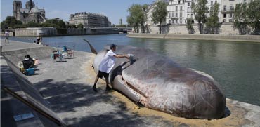 לוויתן בפריז/ צילום: מהוידאו