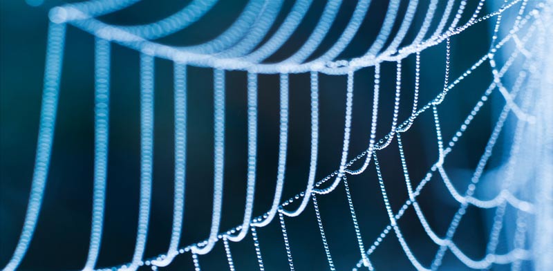 קורי עכביש / צילום: Shutterstock/ א.ס.א.פ קרייטיב 