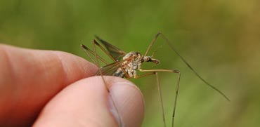 יתושי ענק / צילום: m.j raup