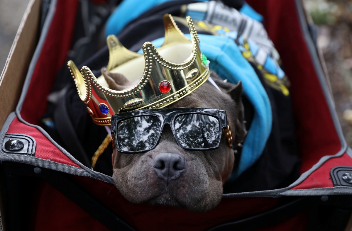 כלבים מחופשים במצעד מיוחד בניו יורק / צילום: רויטרס