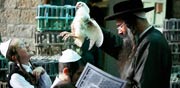  ירושלים תפילות יום כיפור דתיים תרנגול כפרות חרדים / צלם: רויטרס