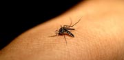יתוש הנמר האסייתי / צילום: thinkstock