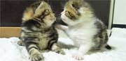 חתולים מלמדים מה זו זוגיות טובה / מתוך: צילום מסך יוטיוב