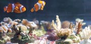 אלמוגים / צילום: כפיר זיו
