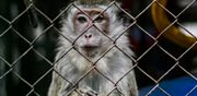 הקופים בחוות מזורקרדיט: רועי שפרניק