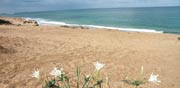 חף חוף אשקלון / צילום: אורלי גנוסר