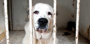 כלב כלוא בבית נטוש ביפו / צילום: רפי קוץ