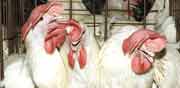 תרנגולות בכלובי סוללה / צילום: אנונימוס