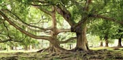 עץ פיקוס / צילום: שאטרסטוק