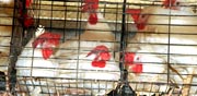 תרנגולות בכלובי סוללה בישראל / צילום: אנונימוס